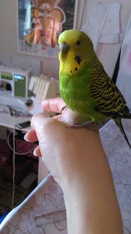 IMAG0284.jpg