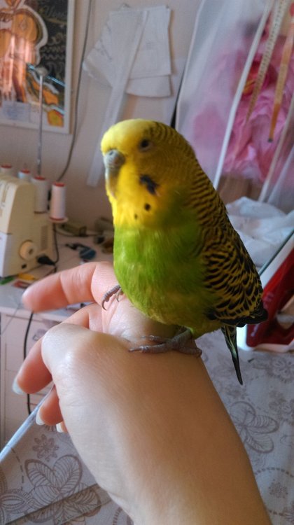 IMAG0286.jpg
