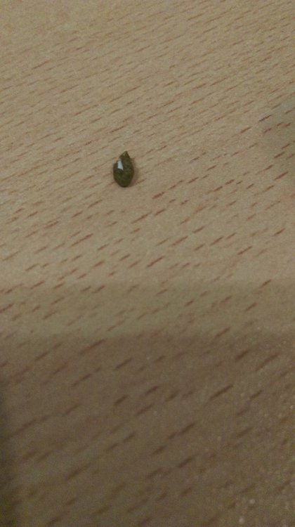 IMAG0304.thumb.jpg.1fae9f61e1fac0e1296df3b13ebe33ac.jpg