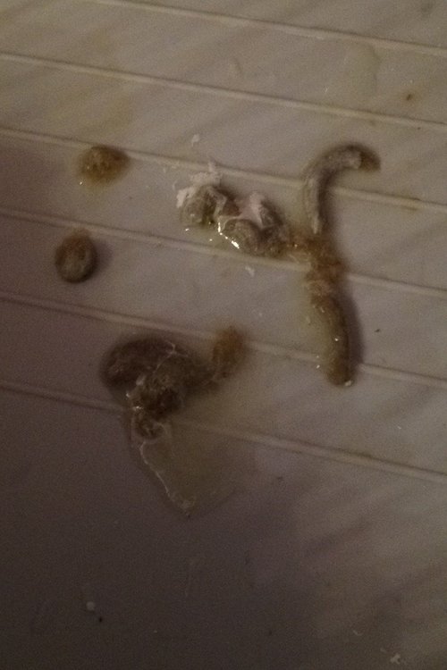 image.jpeg