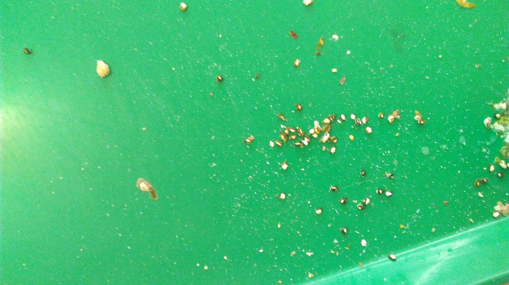 IMAG0593.jpg