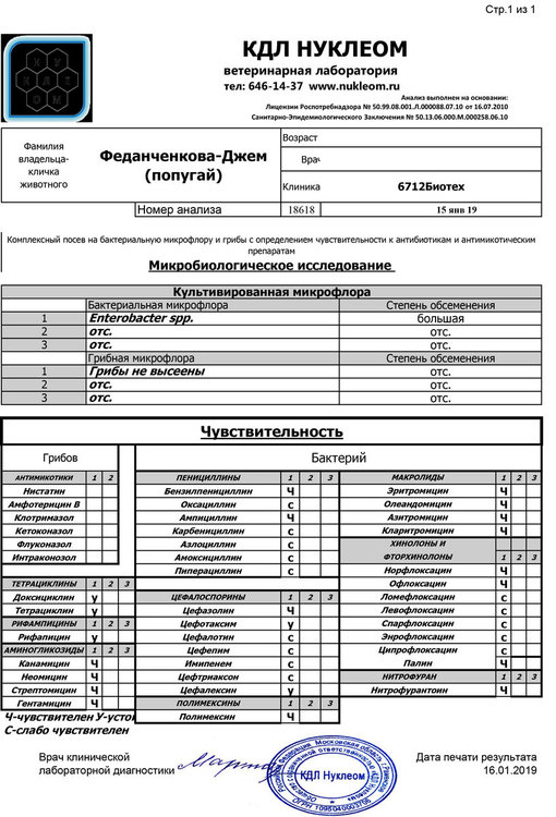 06_01_19Fedanchenkova-Dzhem_popugai_774_1.jpg