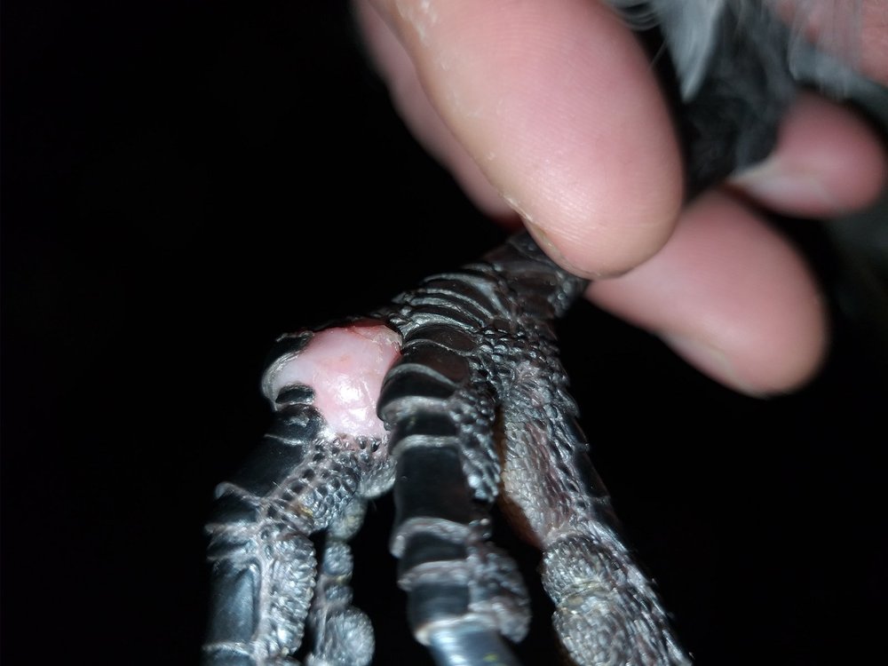 20190102_165507.thumb.jpg.5b773e5b3e29ca3778e3f5cca62fa975.jpg