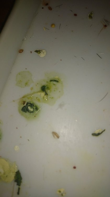 DSC_0497.JPG