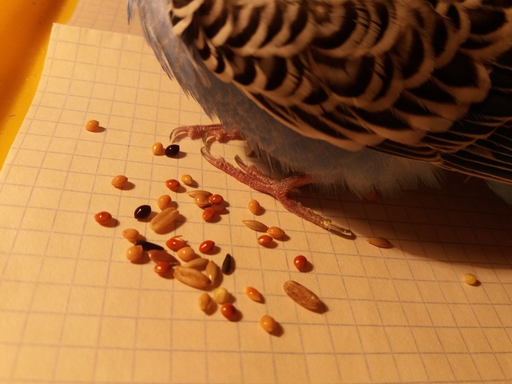 20190206_201511.thumb.jpg.7b52f694545fc7de3cb515b5867f7bc0.jpg