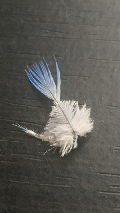 IMG_6722.thumb.PNG.5bb82481d5fa7ee05c6108cd03e19acf.PNG