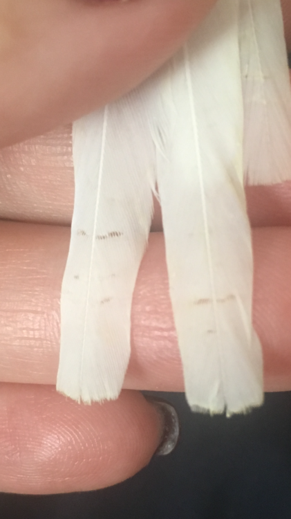 IMG_6729.thumb.PNG.b139dcb3728767d6e8cc78ba3a26a191.PNG