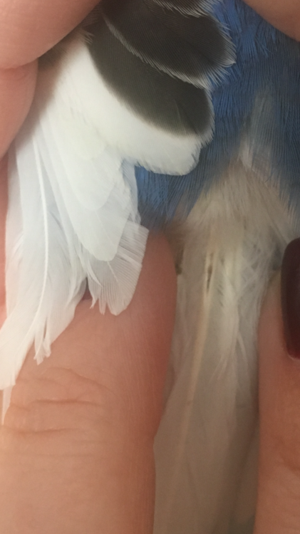 IMG_6733.thumb.PNG.badf5b3eea6718c625d80e63971cbbb3.PNG