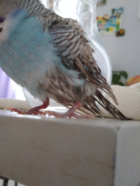179960227_2019-03-2413-35-00.thumb.JPG.3a4d8b1d86e1849f7aacf6aa9f4b2589.JPG