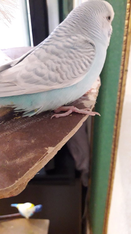 20190224_121619.thumb.jpg.a425172fc618f367ebce77593c0262a7.jpg