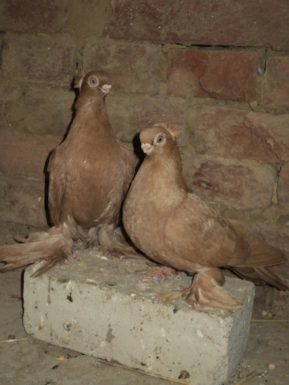 DSC04986.JPG