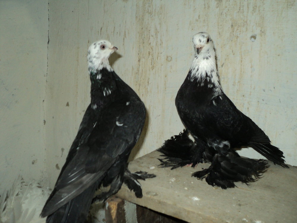 DSC06985.JPG