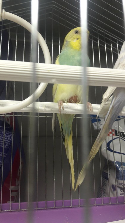 IMG-20190304-WA0010.jpeg