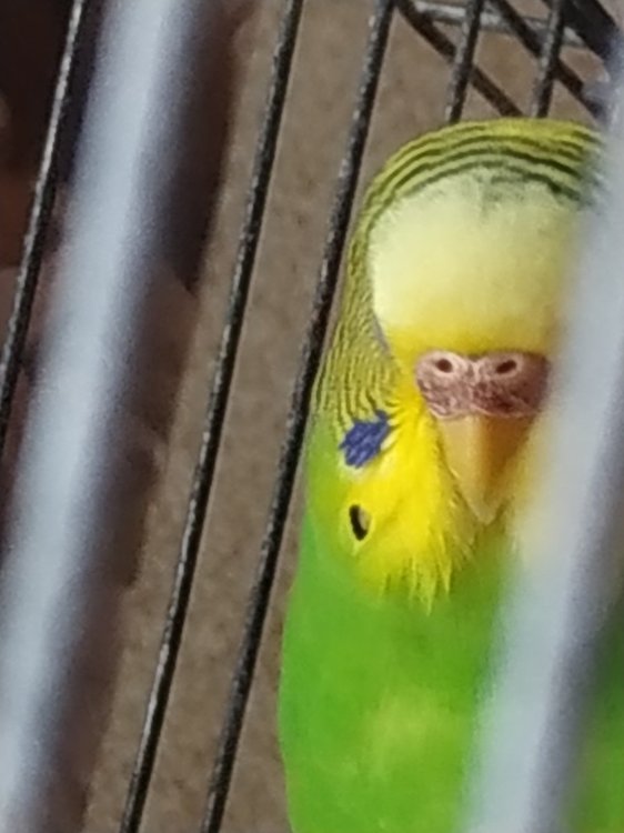 IMG_20190330_111726.jpg
