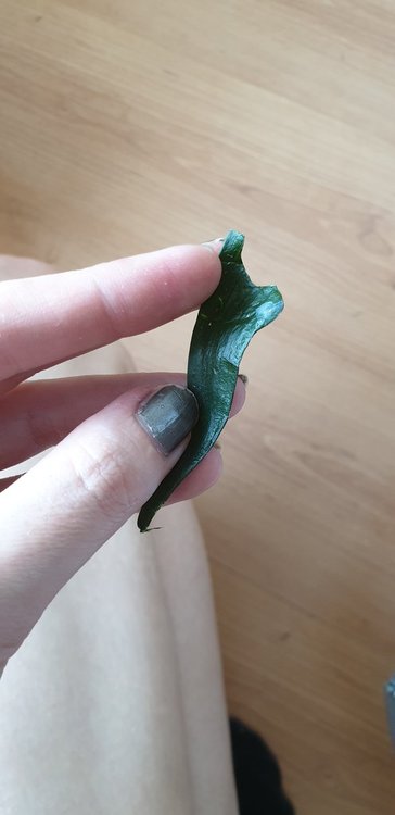 20190414_163243.jpg