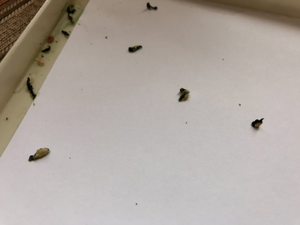 969998332_2019-04-0610-01-16(3).thumb.jpeg.a91155dca48c605f5396a8d9d7466c53.jpeg