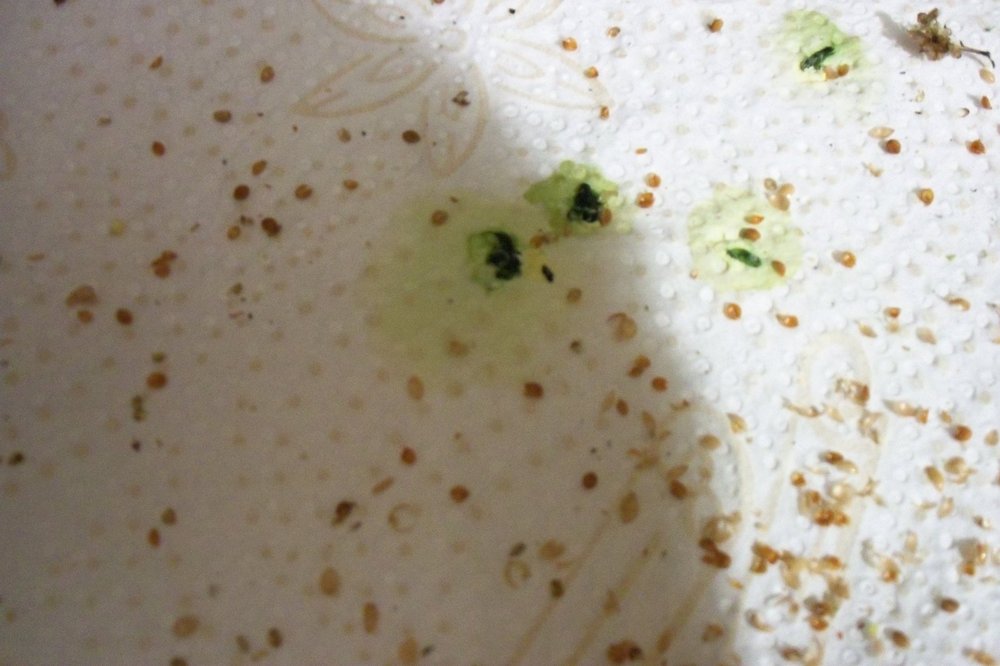 100_7060.JPG