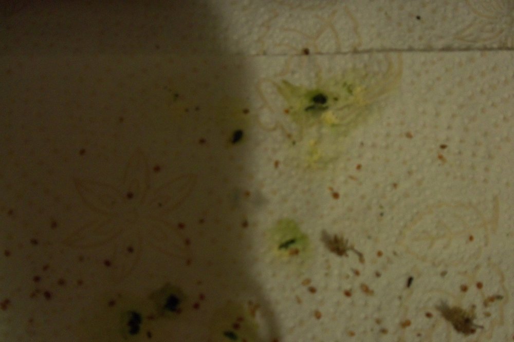 100_7061.JPG