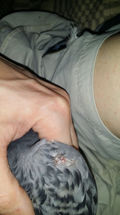 IMG-20190522-WA0054.jpeg