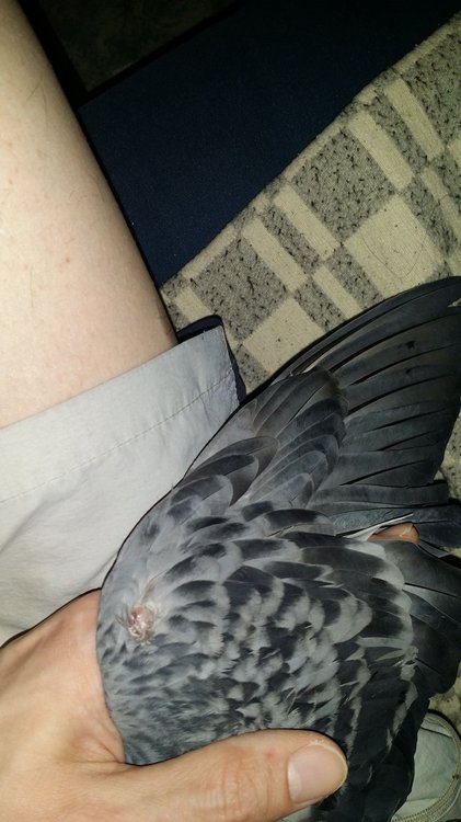 IMG-20190522-WA0056.jpeg