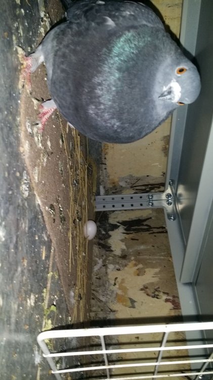 IMG-20190522-WA0075.jpeg