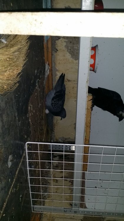 IMG-20190523-WA0007.jpeg