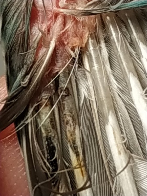 IMG_20190523_205522.jpg