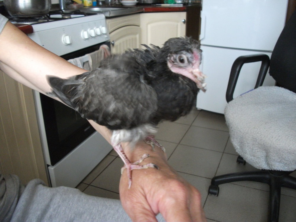 DSCF7743.JPG
