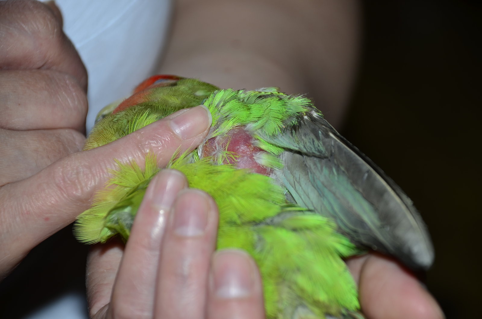 Шишка под крылышком у попугайчика - Основной раздел - Форумы Mybirds .