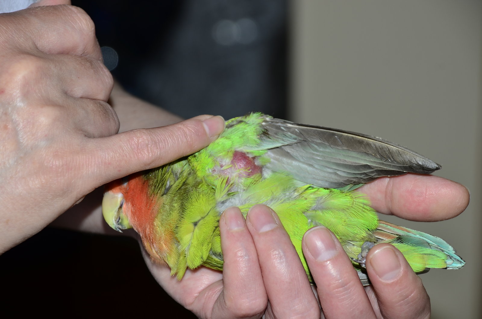 Шишка под крылышком у попугайчика - Основной раздел - Форумы Mybirds .
