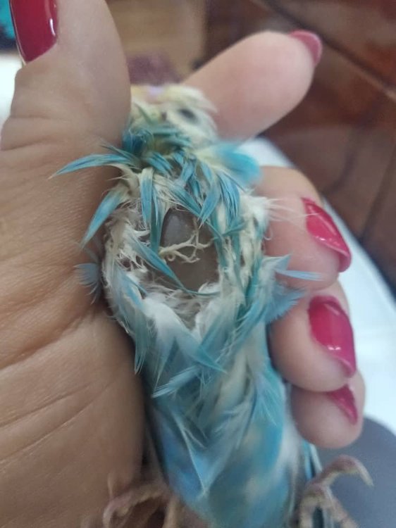 WhatsApp Image 2019-07-11 at 14.38.46.jpeg