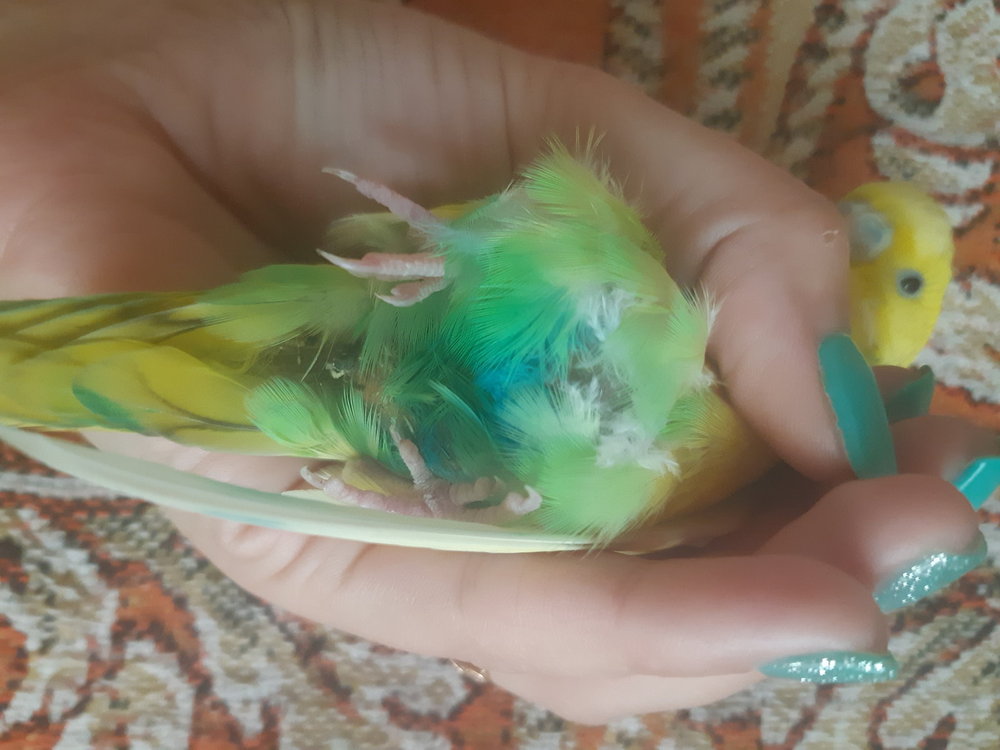 20190722_094709.thumb.jpg.fca28fee71278f4315f592c14d624907.jpg