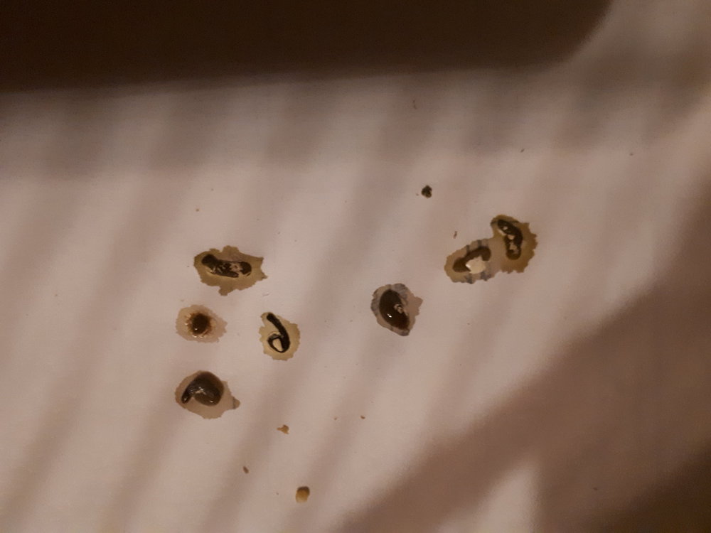 20190726_223916.jpg