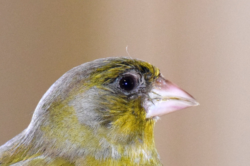 DSC_0037_.thumb.jpg.66b21fd9ef919ce5fd843539a51438d7.jpg