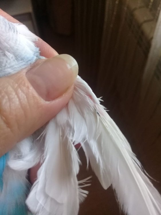 IMG-20190714-WA0002.jpg