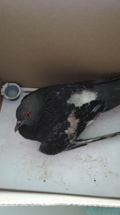 IMG-20190725-WA0002.jpeg