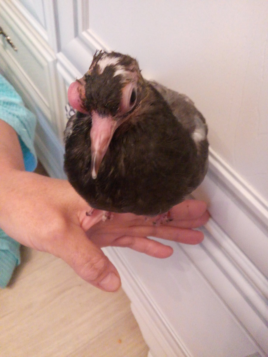 Больной голубь на балконе что делать