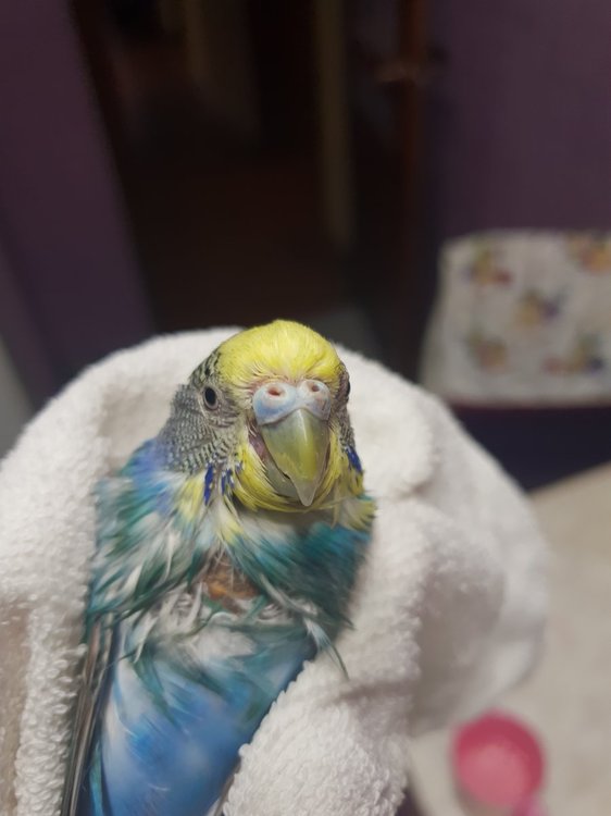 20190801_072029.thumb.jpg.26ae8d5e2c8907b5e2faad013d596b1b.jpg