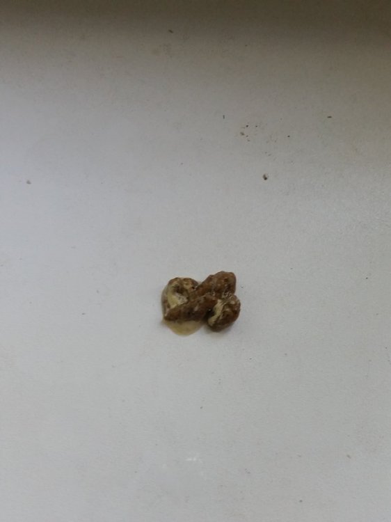 20190801_090351.thumb.jpg.5d2fc54d0002e8c9bb0dbe1d384d529a.jpg