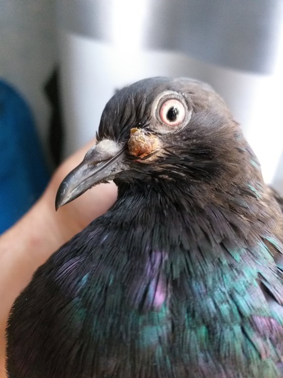 20190825_075429.thumb.jpg.9d4a02202e82eaff68d4a6de7c061b08.jpg