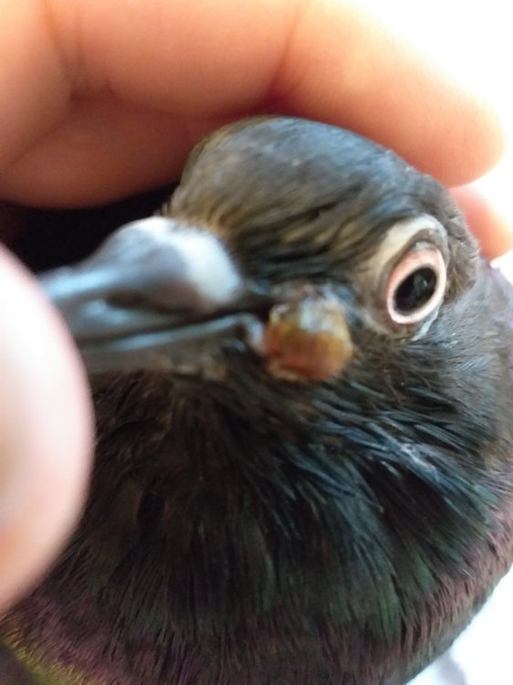 20190825_174006.thumb.jpg.973795c47dce37f8c55c748ea7bffafd.jpg