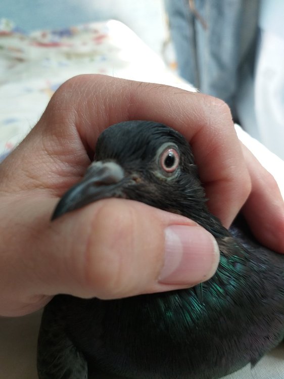 20190905_134945.thumb.jpg.a98bdf89017e3d746e987efaf47f4d98.jpg