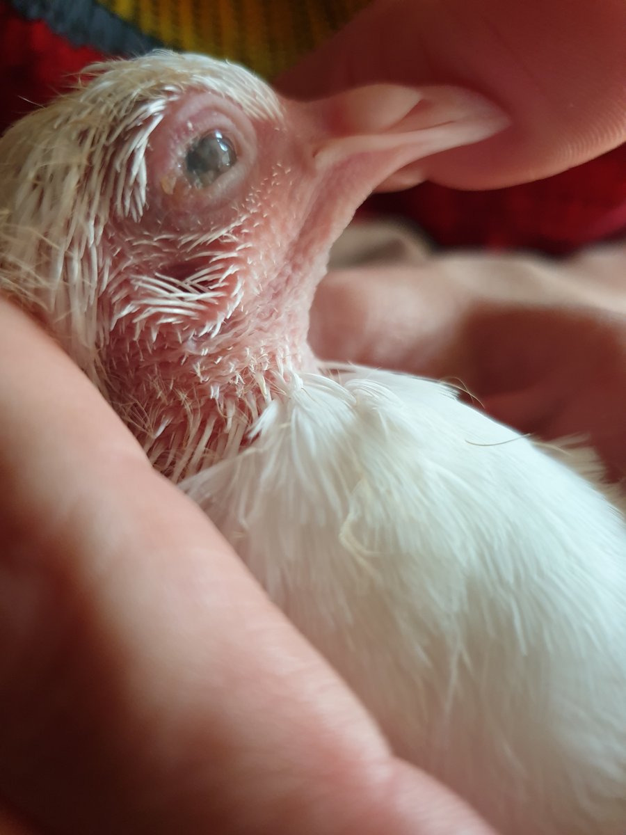 Глаза птенца. Голубята. Новорожденный голубь. Птенец голубя. Новорождённые птенцы голубя.