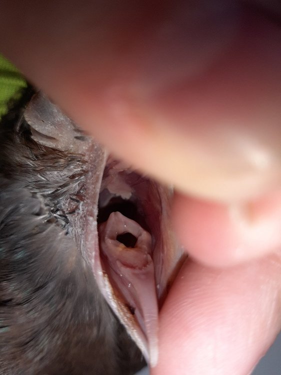 8IX30Ils-DI.thumb.jpg.39f07439f72003959669bd789f1faec6.jpg