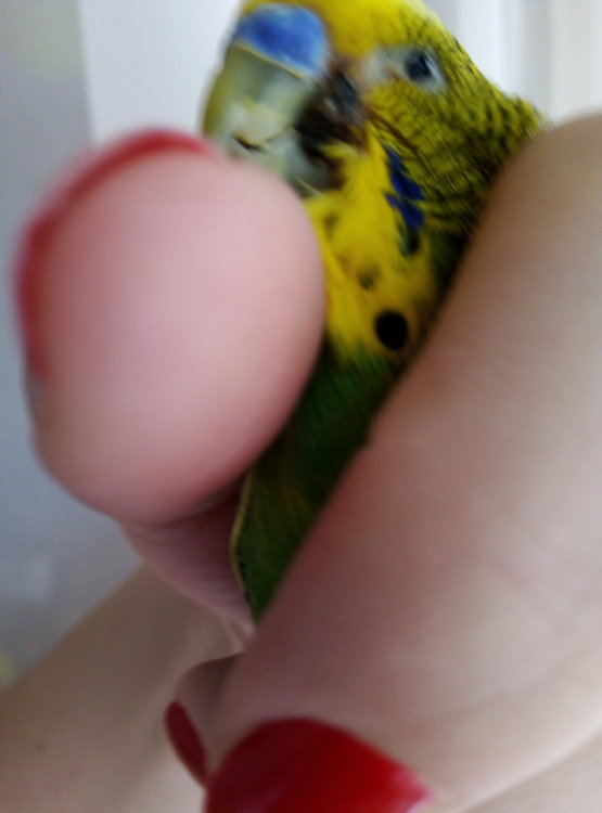IMG_20191229_100513.thumb.jpg.c132a96125782b2a7f9b4da796cd2ee8.jpg