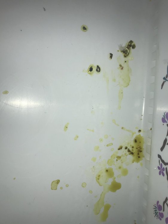 image.thumb.jpeg.53848b766545548080c0bb8ec63caa14.jpeg