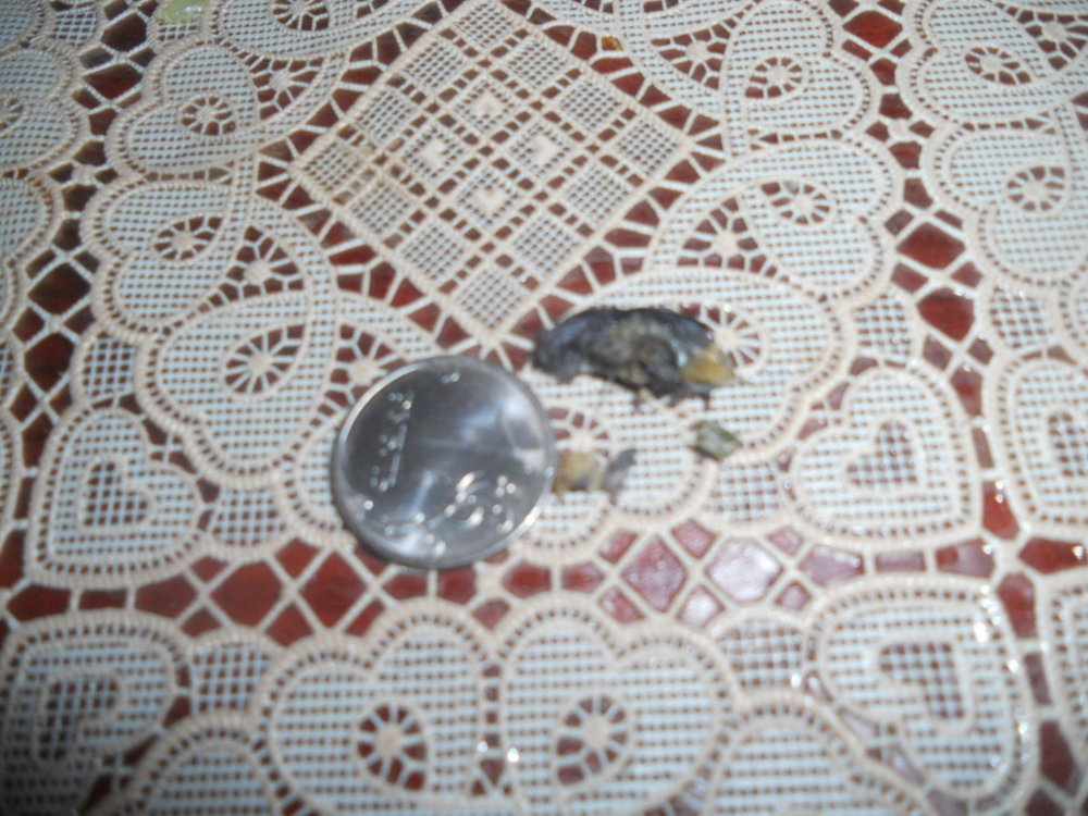 DSCN8305.JPG