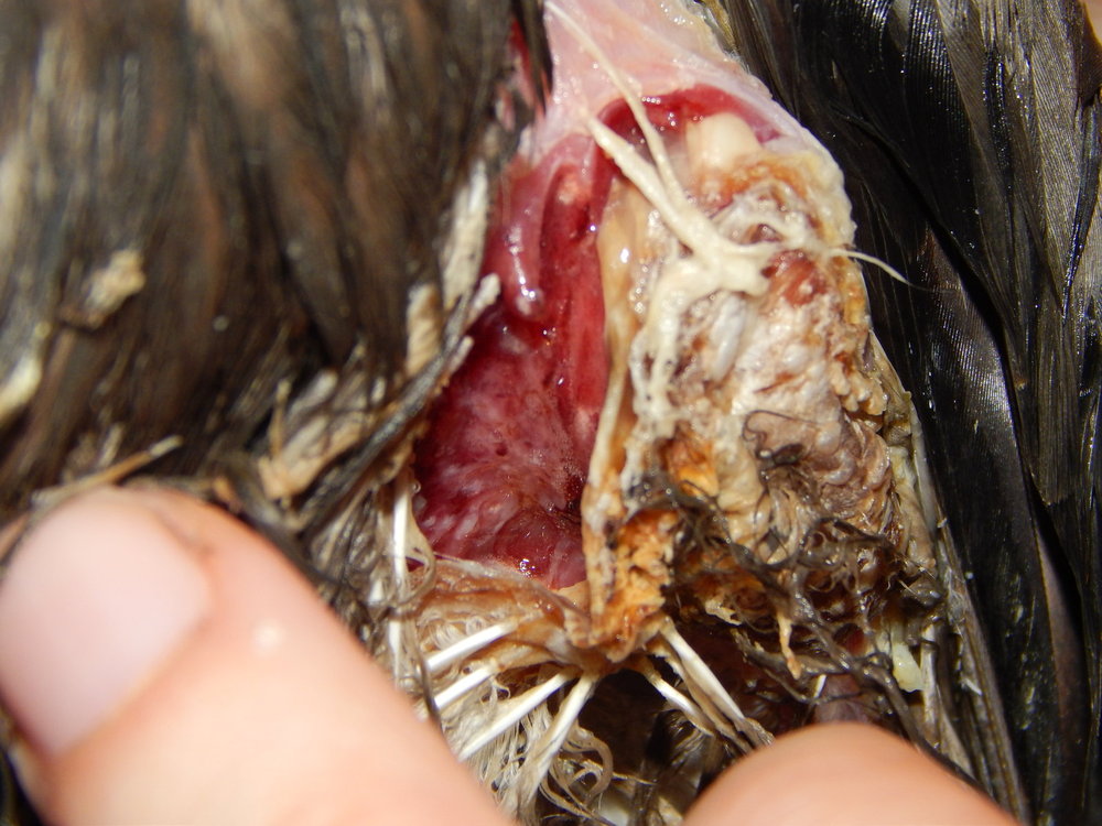 DSCN7124.JPG