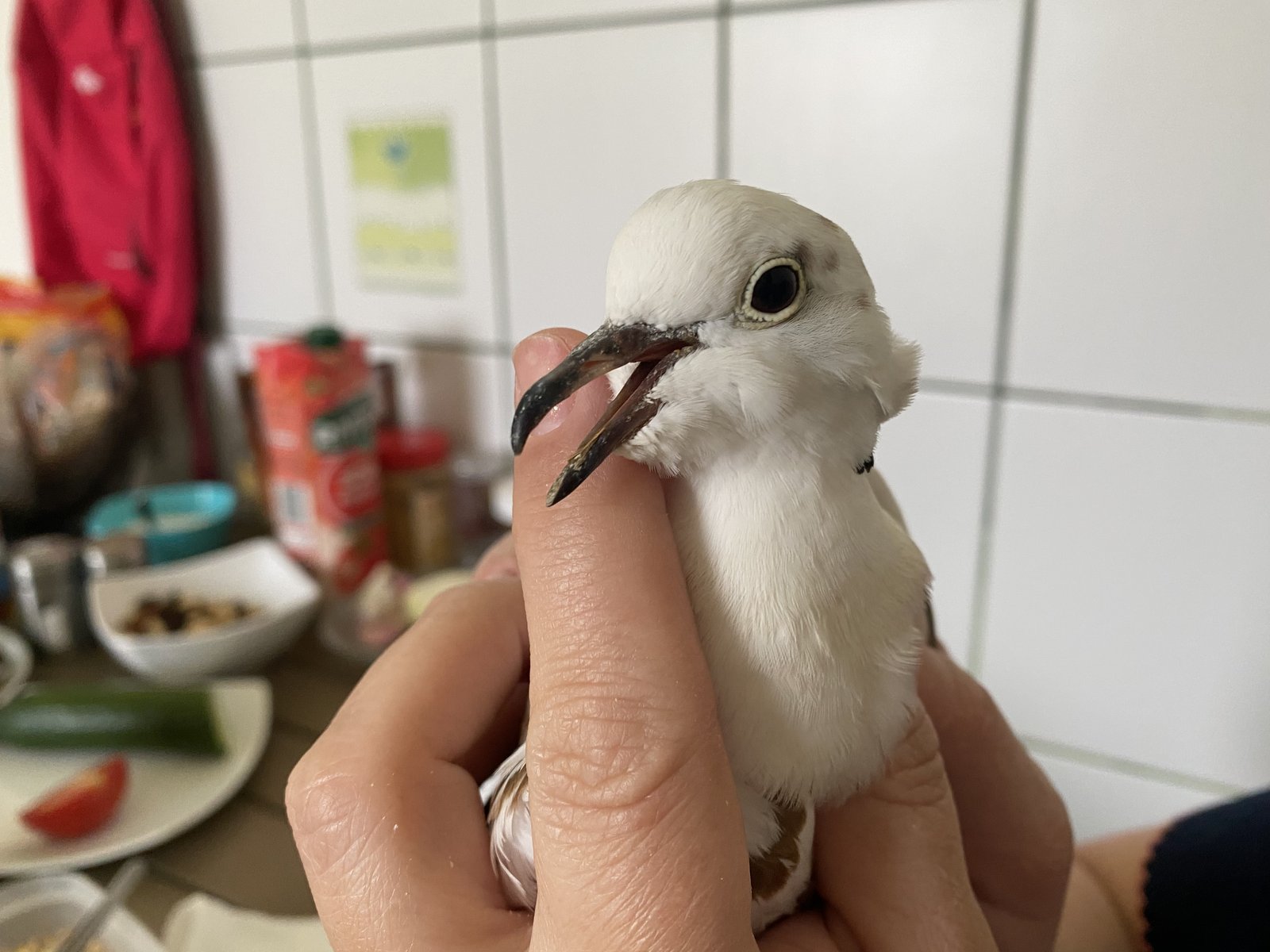Перелом клюва у голубя - Лечение голубей - Форумы Mybirds.ru - все о птицах
