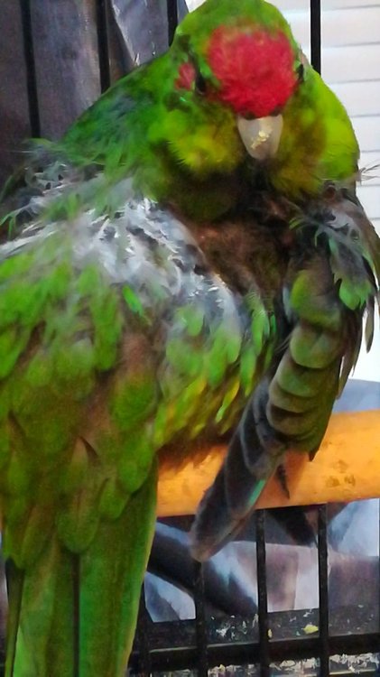 Screenshot_20200507-192903.jpg